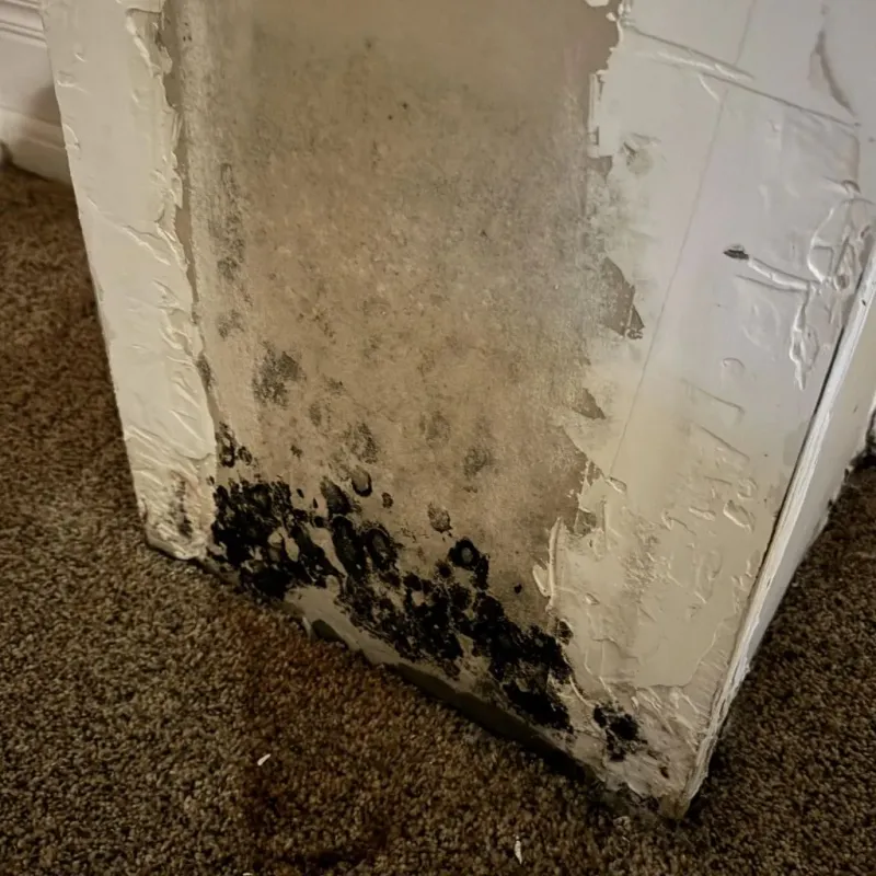 Professional Mold Removal in Greenup County, KY